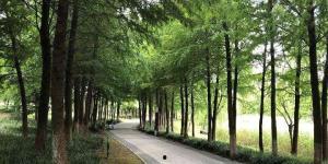 大場 资料,揭秘日本电影大师的创作魅力与艺术成就